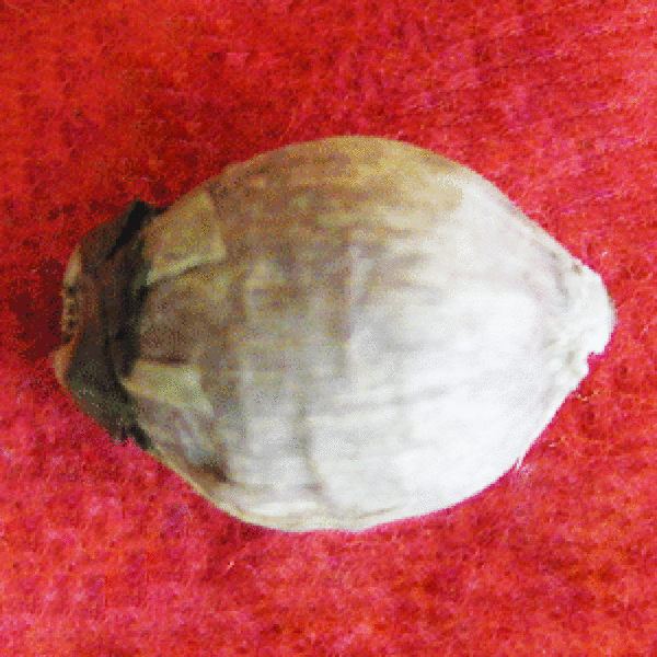 laghu nariyal