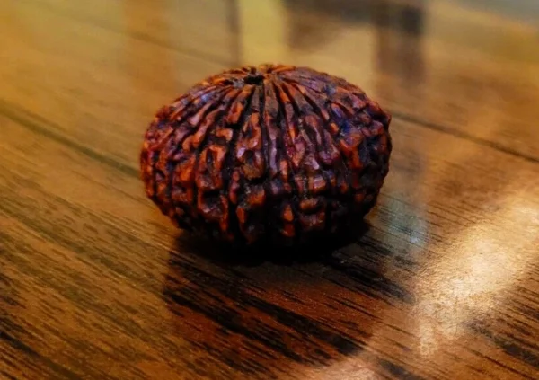 23 Mukhi Rudraksha Twenty Three Face Rudraksh Hindu Sacred Bead Certified - Rare