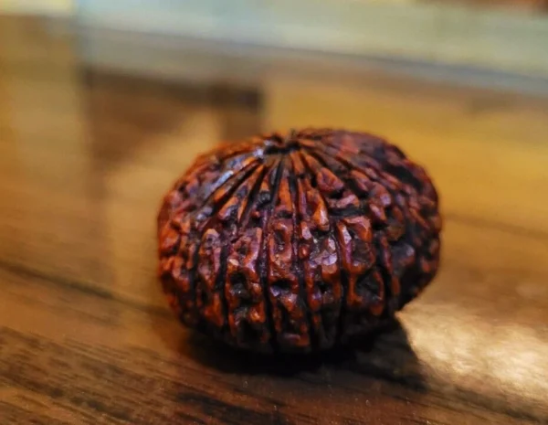 23 Mukhi Rudraksha Twenty Three Face Rudraksh Hindu Sacred Bead Certified - Rare
