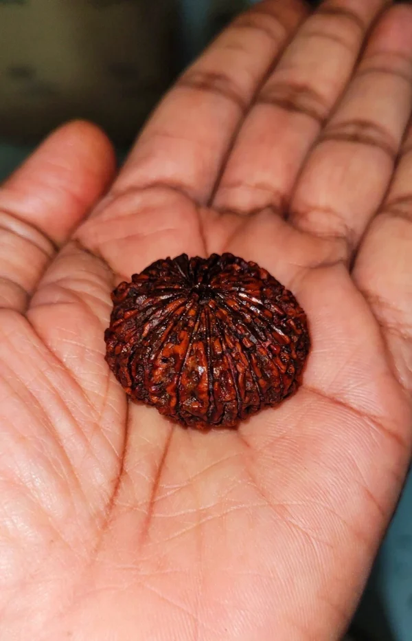 23 Mukhi Rudraksha Twenty Three Face Rudraksh Hindu Sacred Bead Certified - Rare