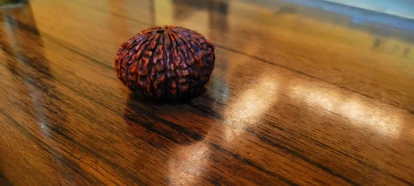 23 Mukhi Rudraksha Twenty Three Face Rudraksh Hindu Sacred Bead Certified - Rare