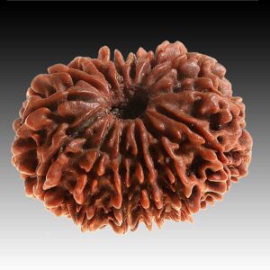 Alt text: genuine 14 Mukhi Nepali Rudraksha bead close up