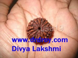 14 mukhi rudraksha