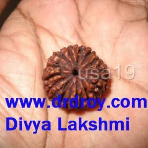 14 MUKHI RUDRAKSHA BEAD FOURTEEN FACE RUDRAKSH RARE A++