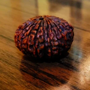 23 Mukhi Rudraksha – Certified Rare Twenty Three Face Rudraksh Bead