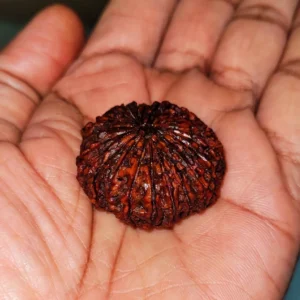 23 Mukhi Rudraksha – Certified Rare Twenty Three Face Rudraksh Bead